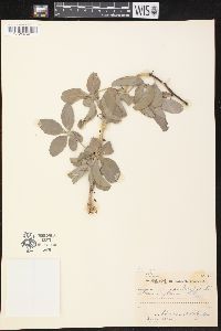 Image of Adenia glauca