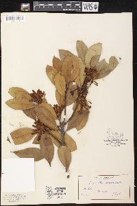 Acokanthera oblongifolia image