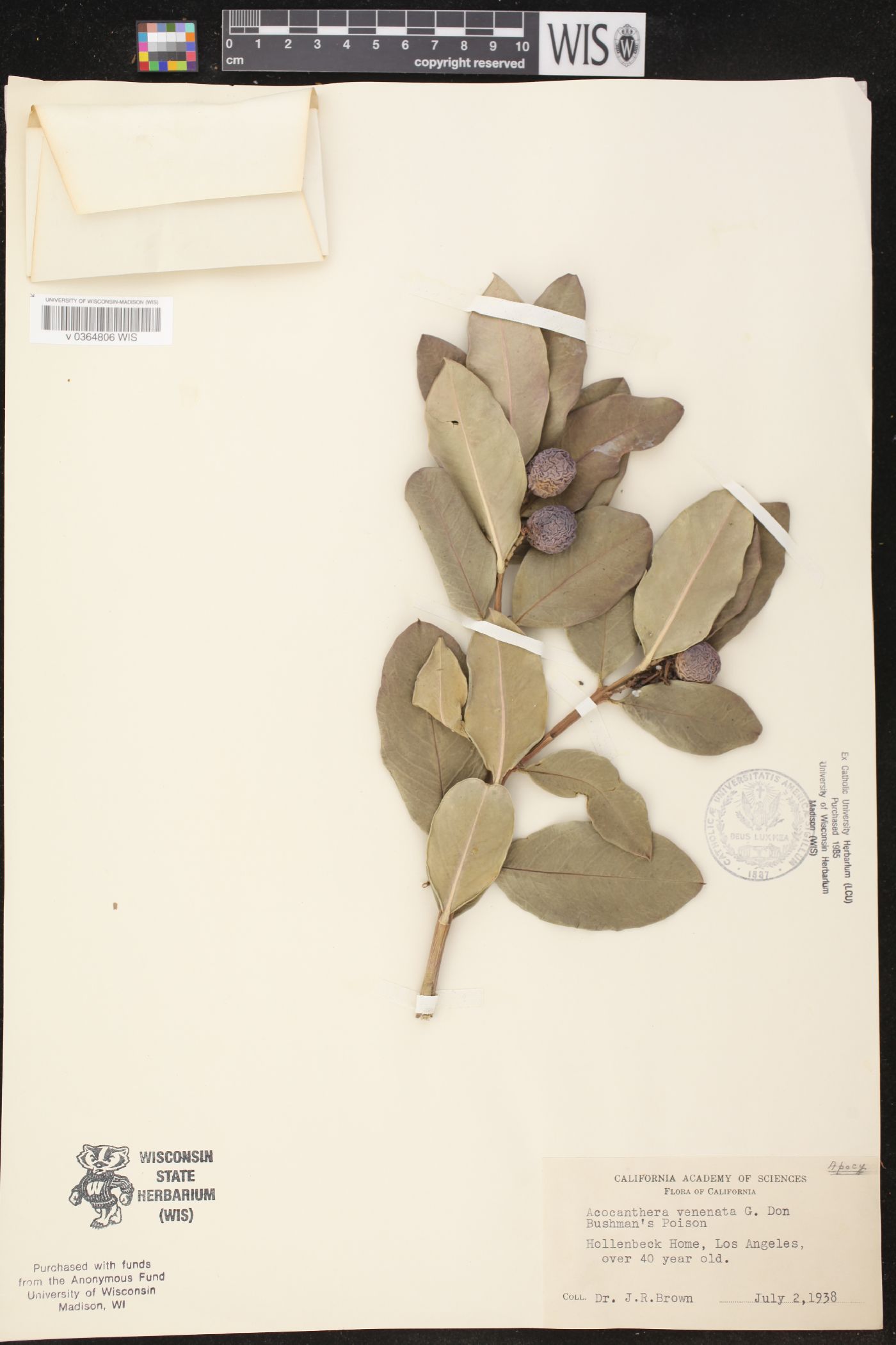 Acokanthera venenata image