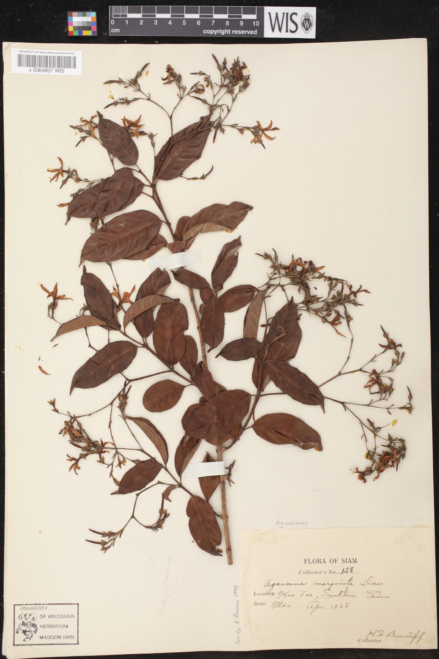 Amphineurion marginatum image