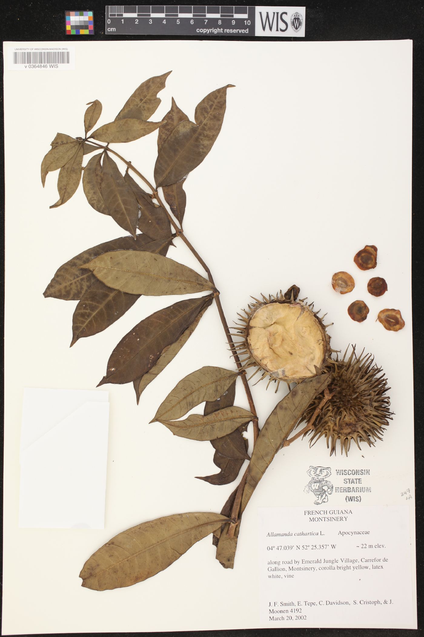 Allamanda cathartica image