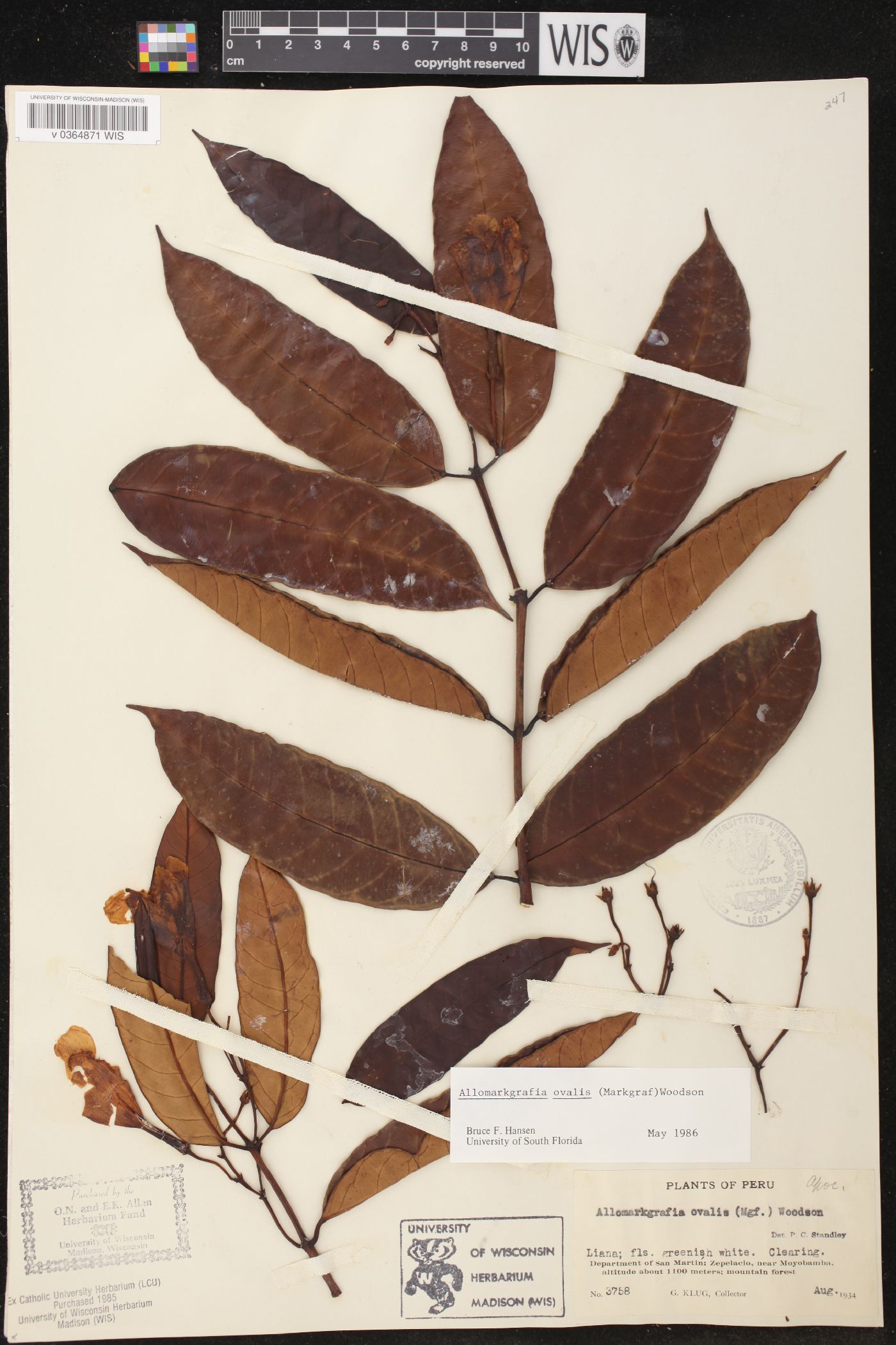 Allomarkgrafia ovalis image