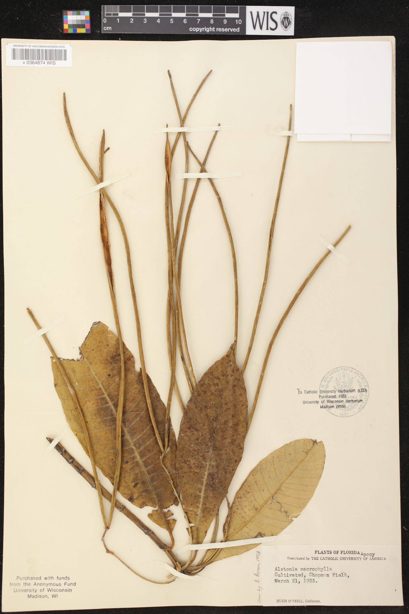 Alstonia macrophylla image