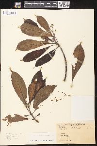 Image of Alstonia angustifolia