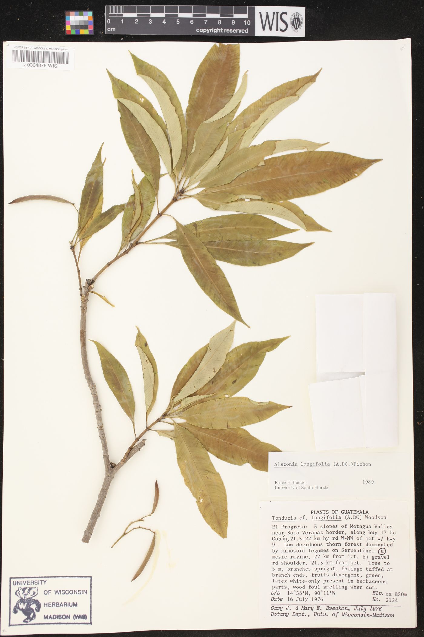 Alstonia longifolia image