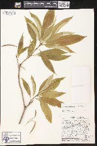 Image of Alstonia longifolia