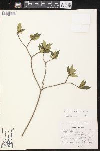 Alstonia longifolia image