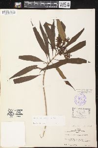 Alstonia longifolia image