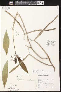 Alstonia longifolia image