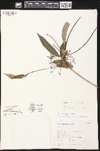 Alstonia longifolia image