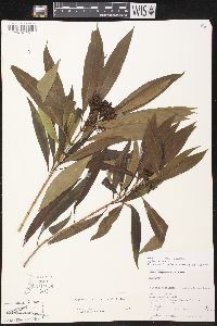 Alstonia longifolia image