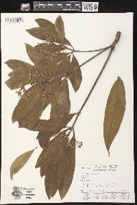 Image of Alstonia scholaris