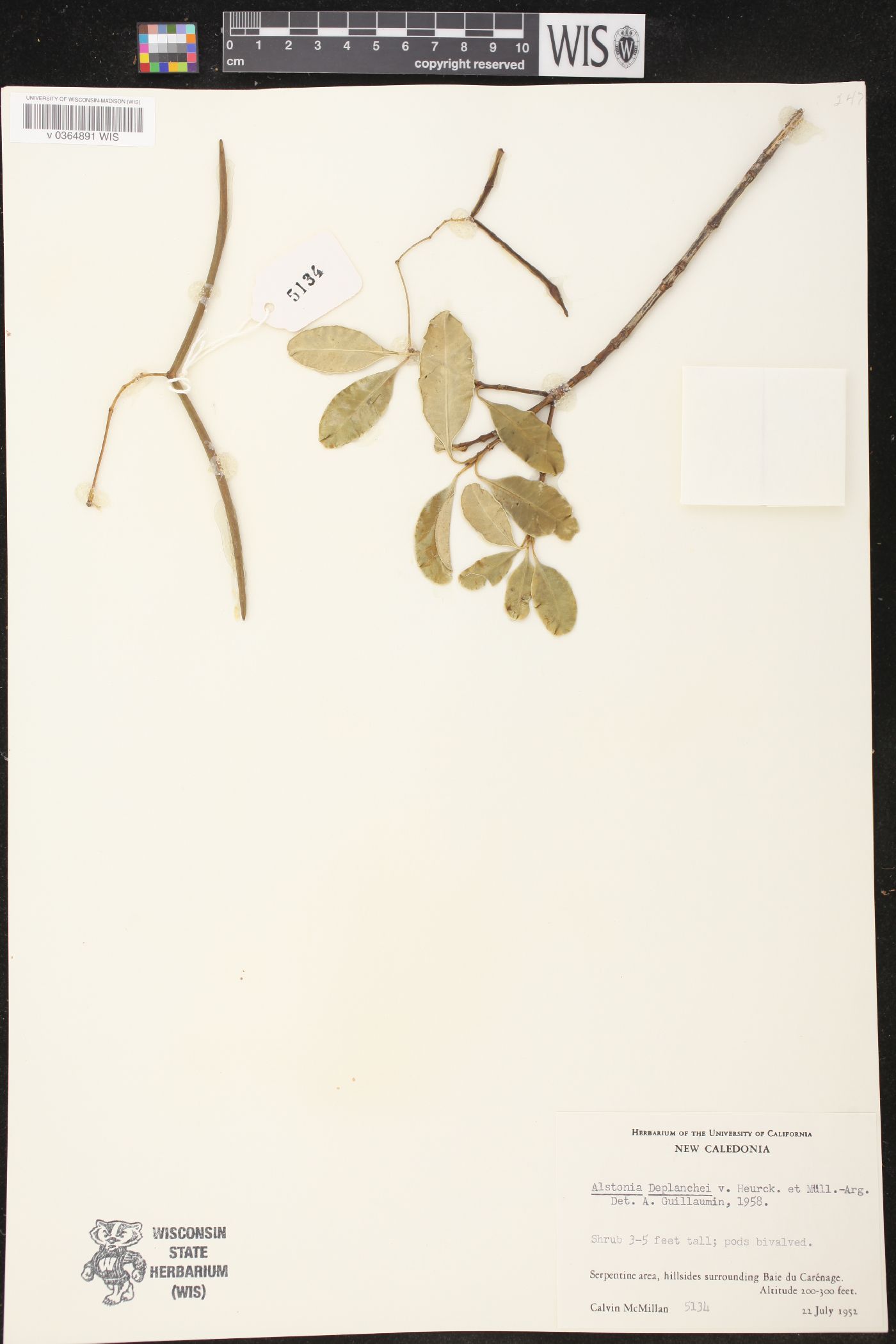 Alstonia deplanchei image