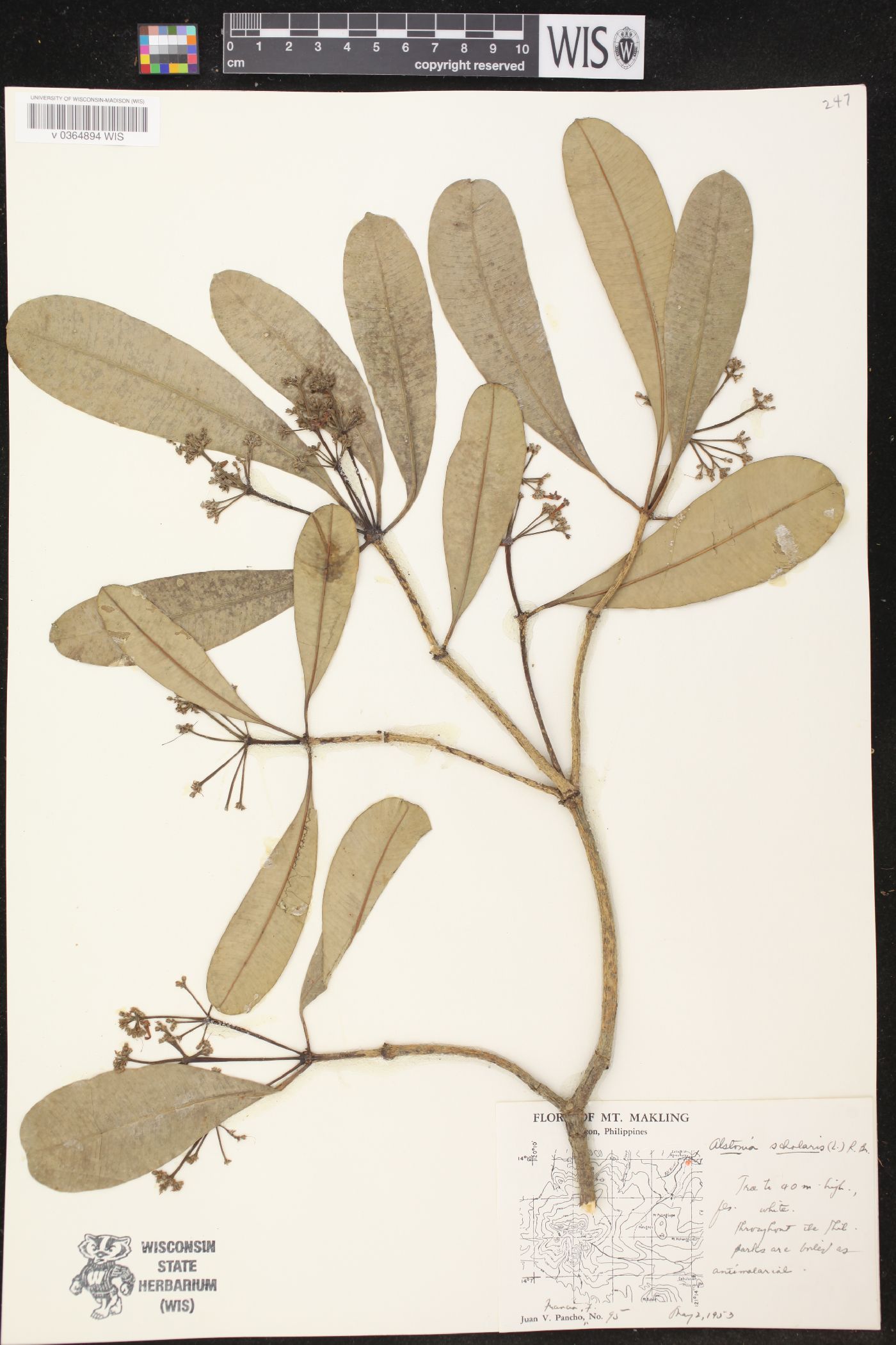 Alstonia scholaris image