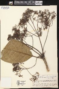 Alstonia costata image