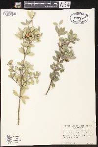 Alyxia ruscifolia image