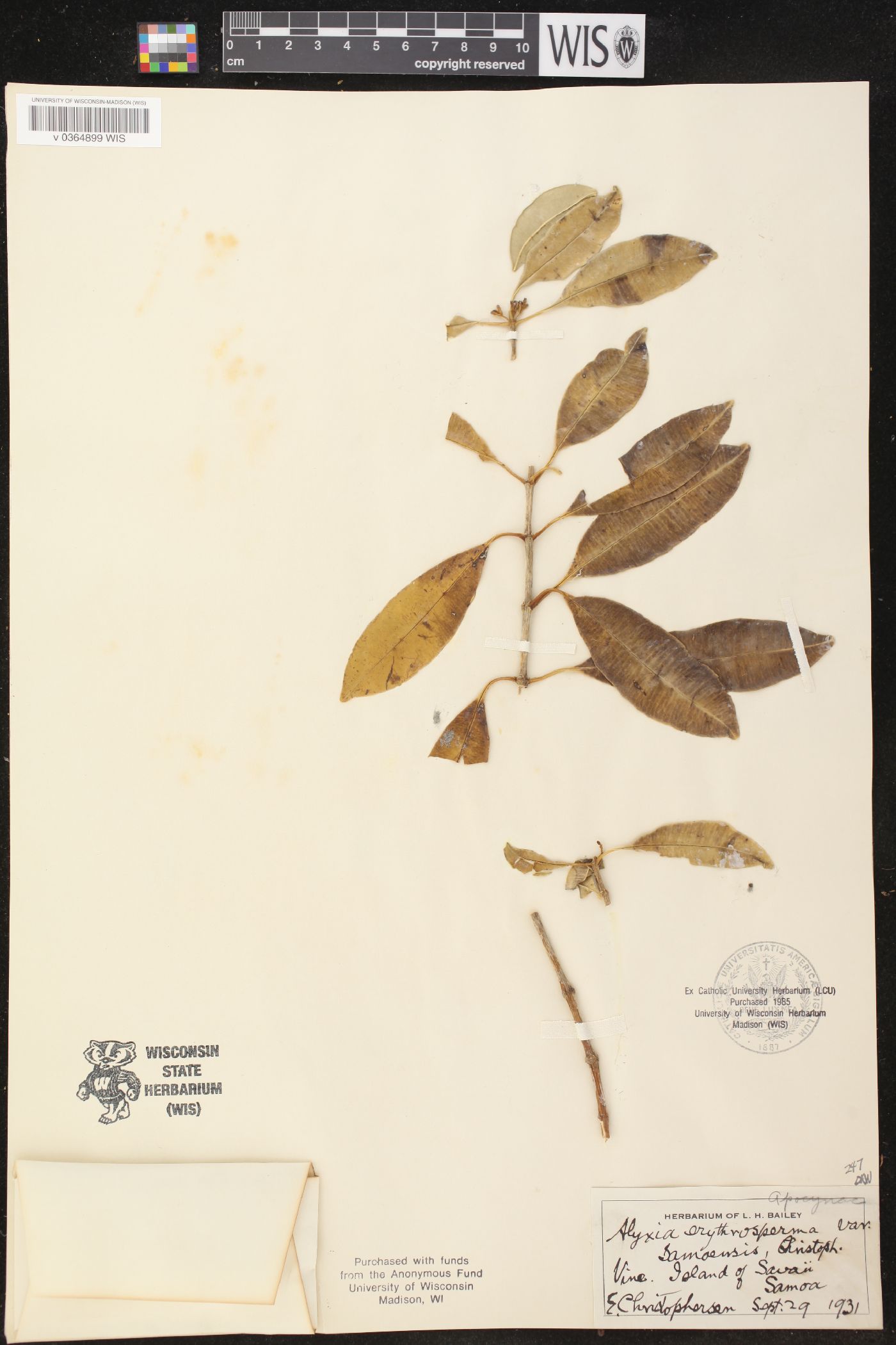 Alyxia bracteolosa image