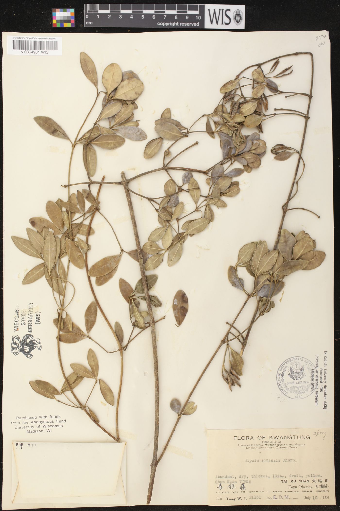 Alyxia sinensis image