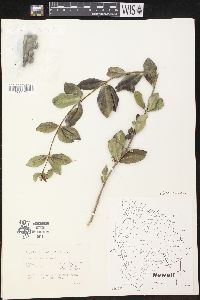 Alyxia oliviformis image