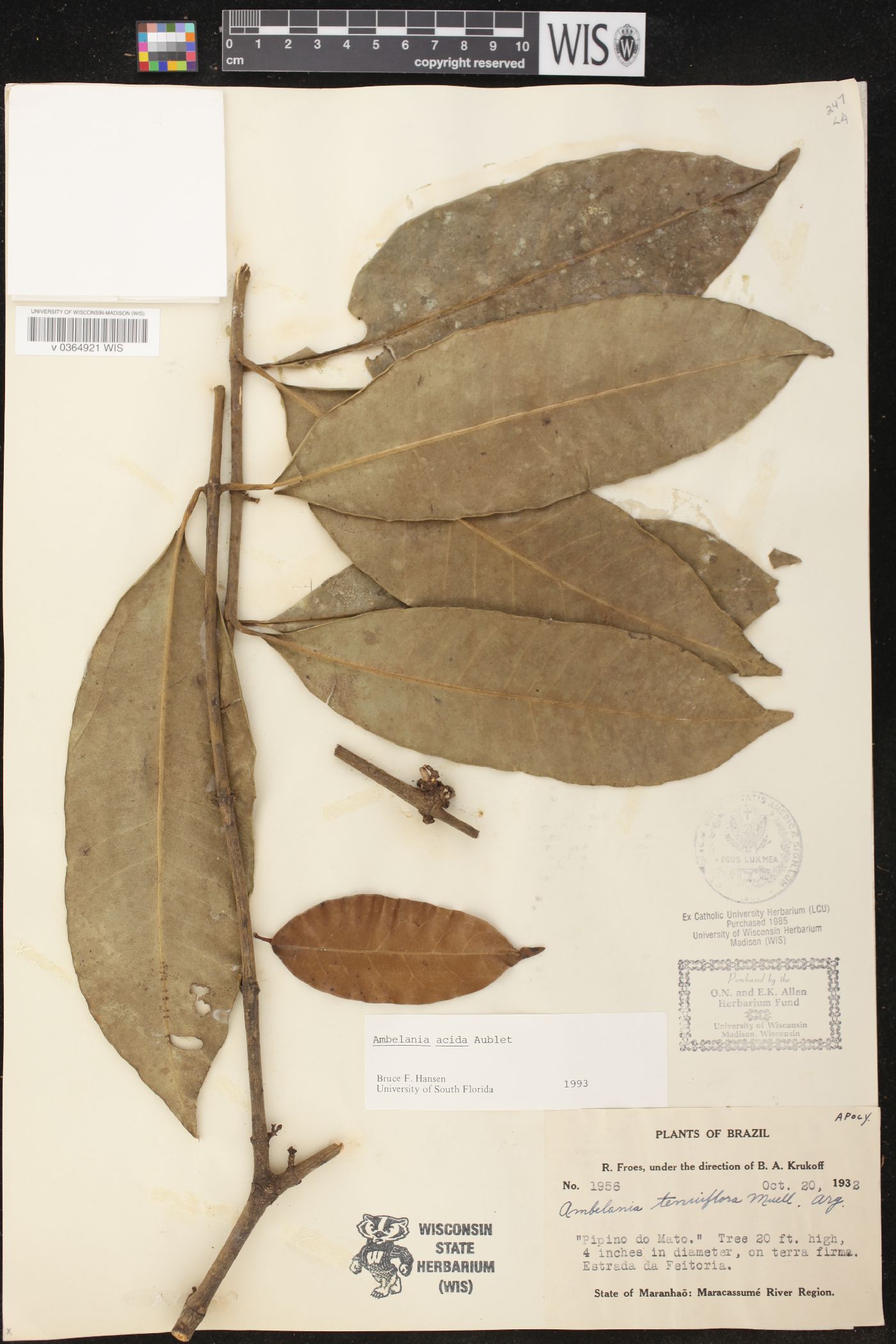 Ambelania image