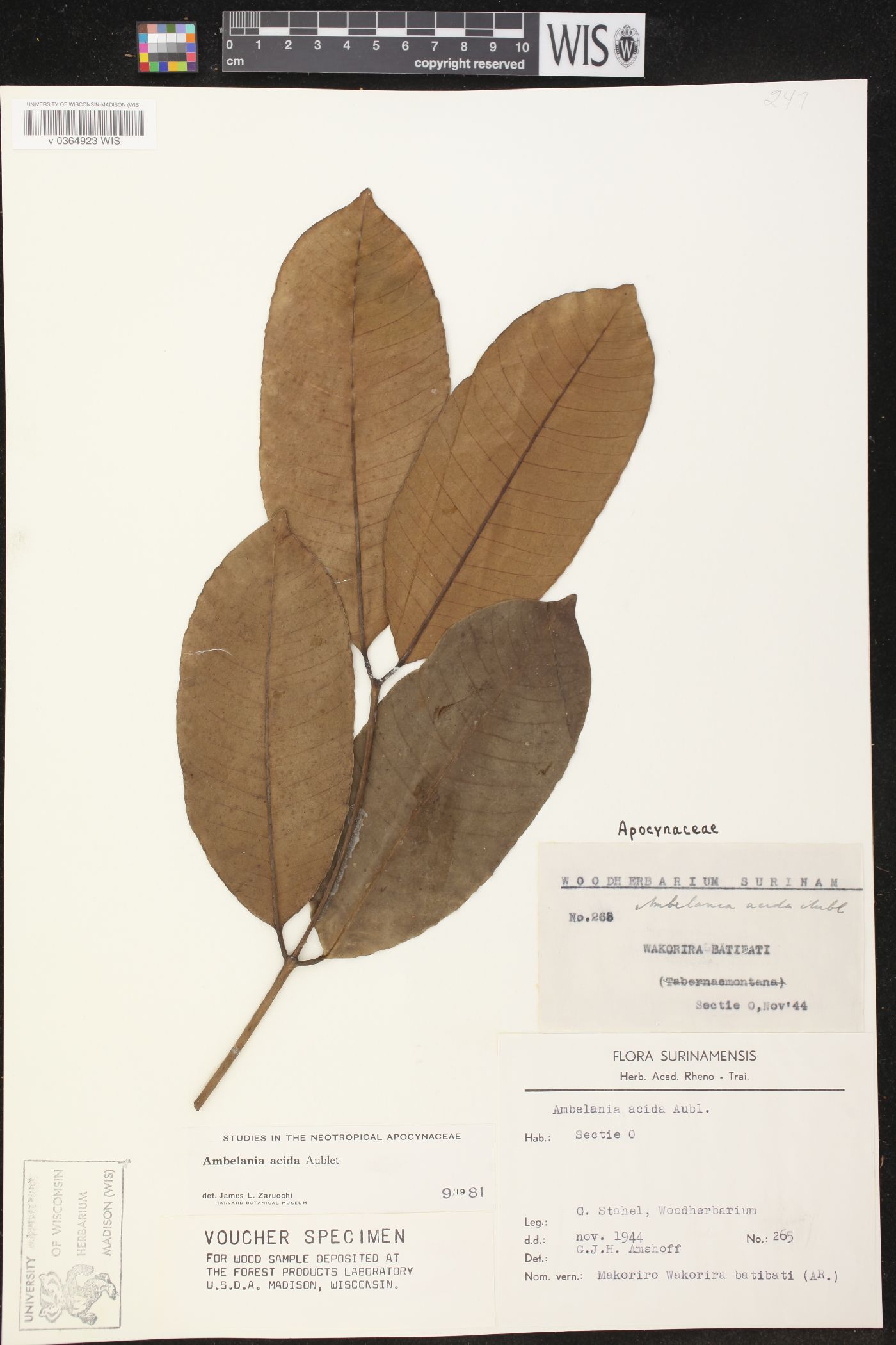 Ambelania acida image
