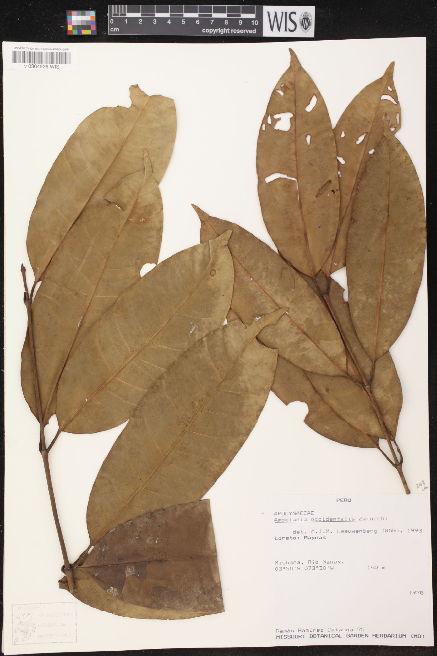 Ambelania occidentalis image