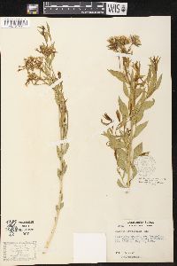 Amsonia tomentosa var. tomentosa image