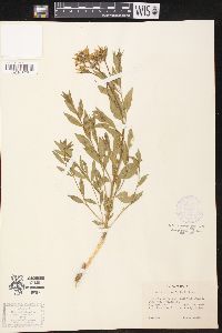 Amsonia tomentosa image