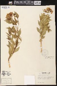 Amsonia tomentosa image