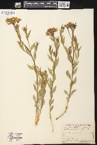 Amsonia tomentosa image