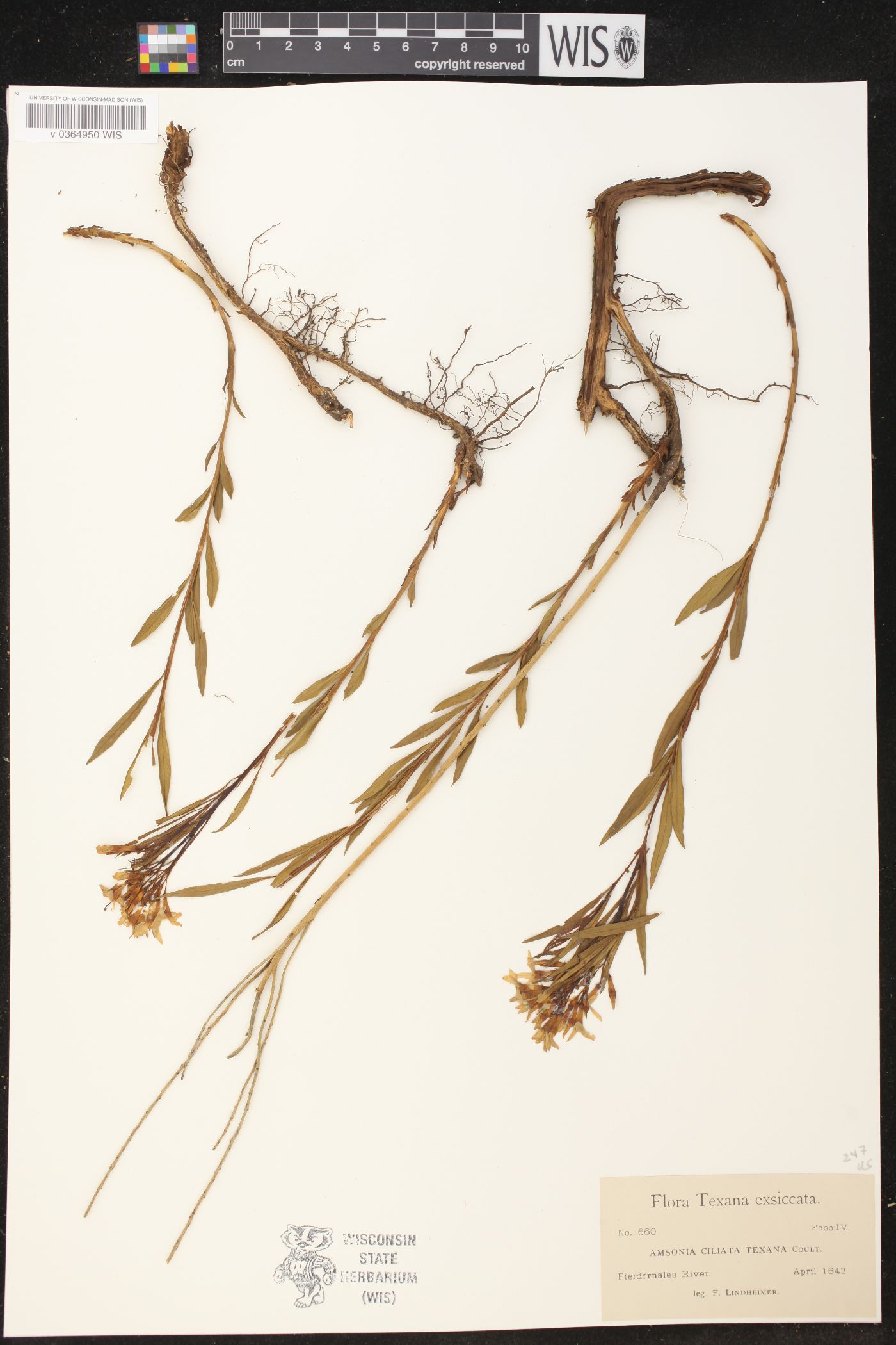 Amsonia ciliata var. texana image