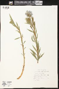 Amsonia ciliata image