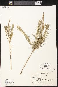 Amsonia ciliata var. filifolia image