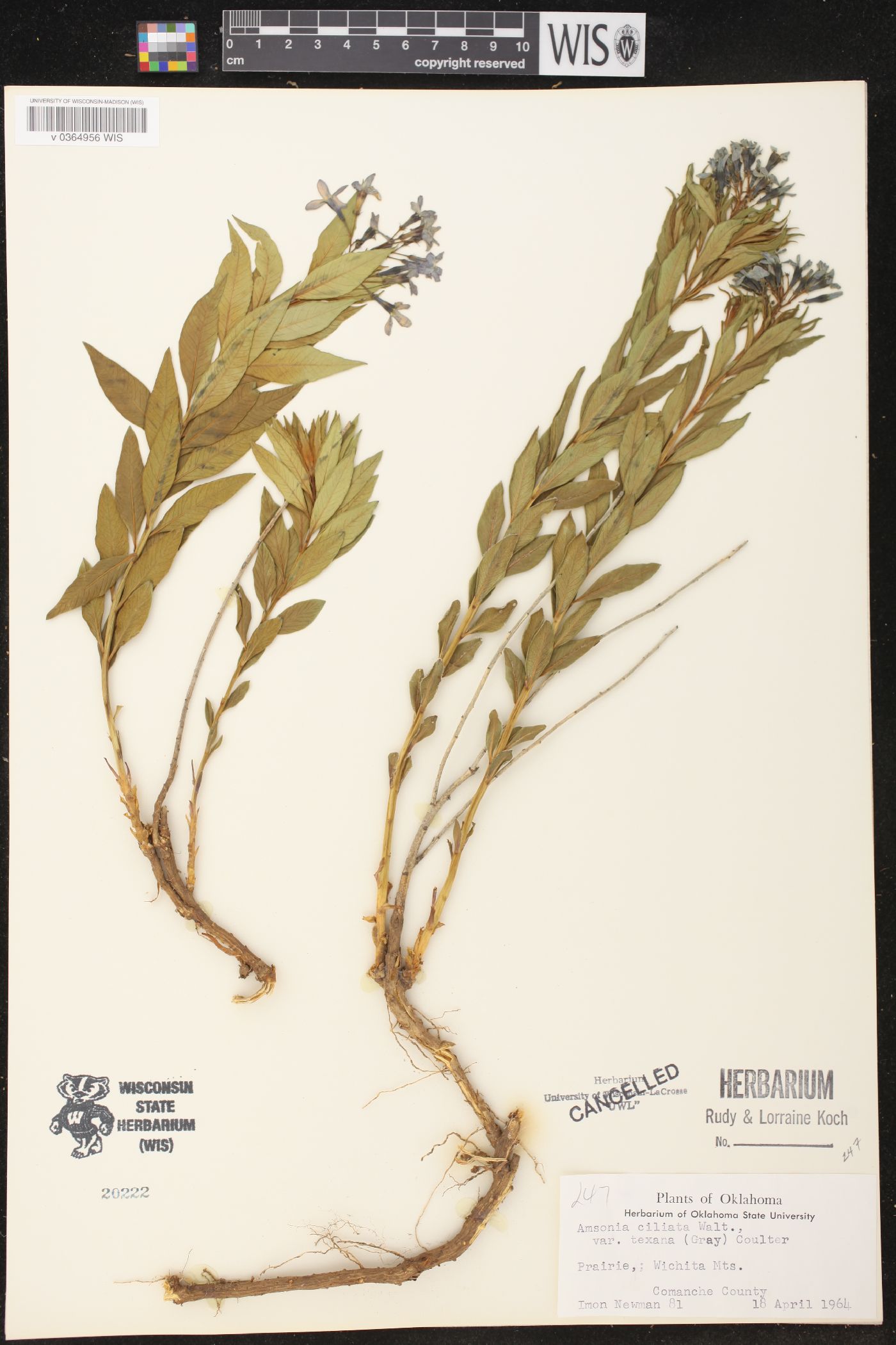 Amsonia ciliata image