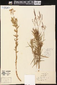 Amsonia ciliata image