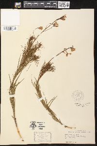 Amsonia ciliata image