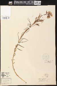 Amsonia ciliata image