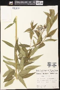 Amsonia illustris image