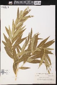 Amsonia illustris image