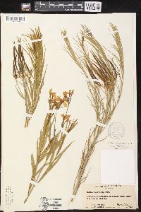 Amsonia longiflora image