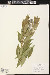 Amsonia tabernaemontana image