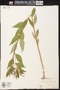 Amsonia tabernaemontana image