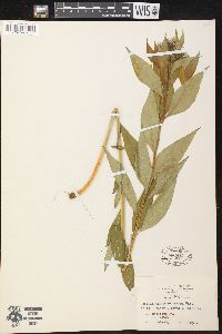 Amsonia tabernaemontana image