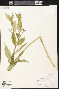 Amsonia tabernaemontana image