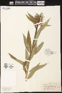 Amsonia tabernaemontana image