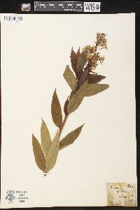 Amsonia latifolia image