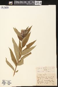 Amsonia tabernaemontana image