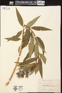 Amsonia tabernaemontana image