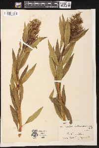 Amsonia tabernaemontana image