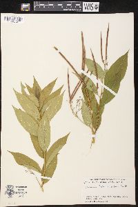 Amsonia tabernaemontana image